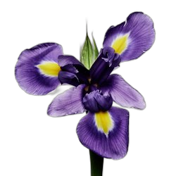 Image of Italian Iris note